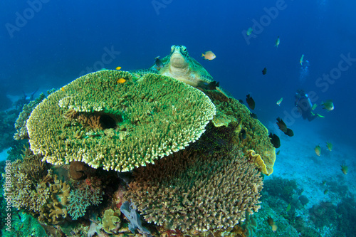 Sea Turtle Scuba Diver Coral reef