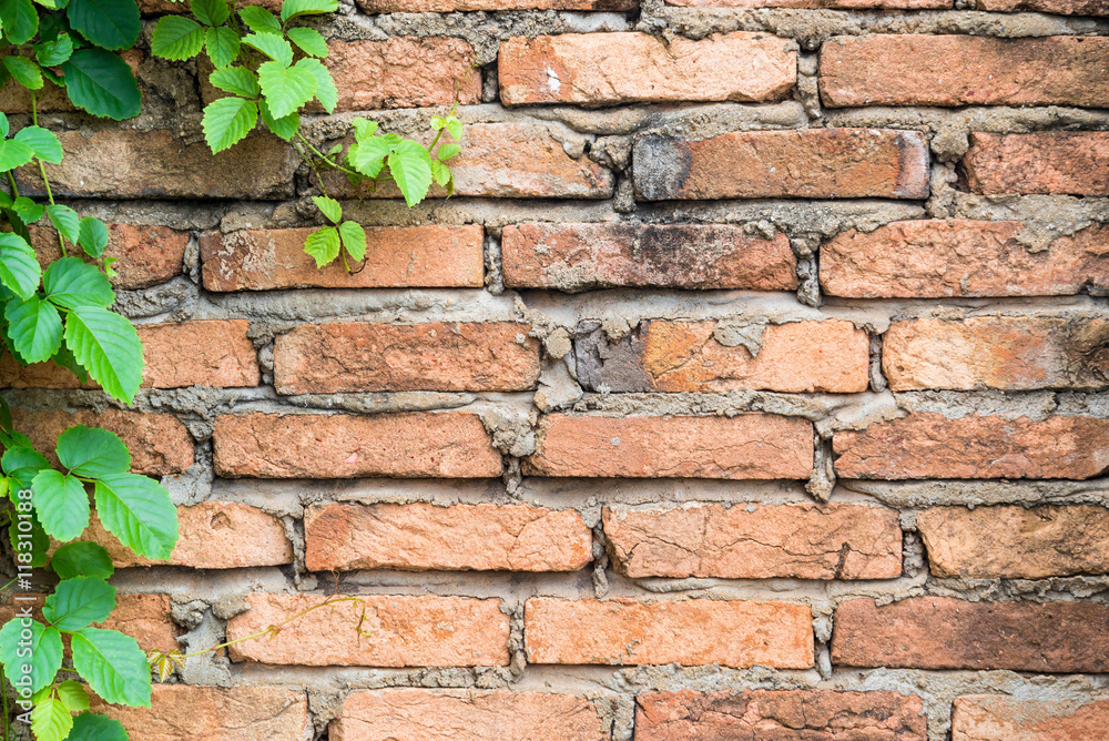 Green Leaf with brick wall background