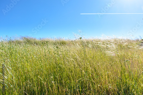 Early Summer Grass Under Blue Sky