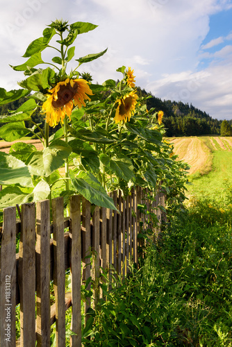 Fototapeta Naklejka Na Ścianę i Meble -  Sunflowers in the garden, fields and mountains as background.