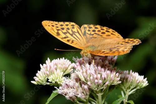 Slika na platnu Silver-washed Fritillary, Argynnis paphia