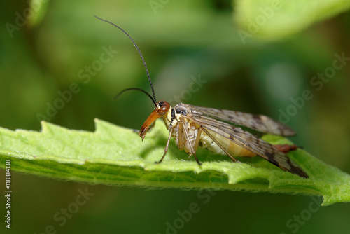 Scorpion Fly, Common Scorpionfly