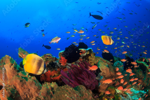Fototapeta Naklejka Na Ścianę i Meble -  Coral reef and fish underwater in ocean
