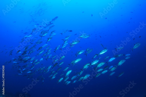 Tuna fish (Bigeye Jackfish)