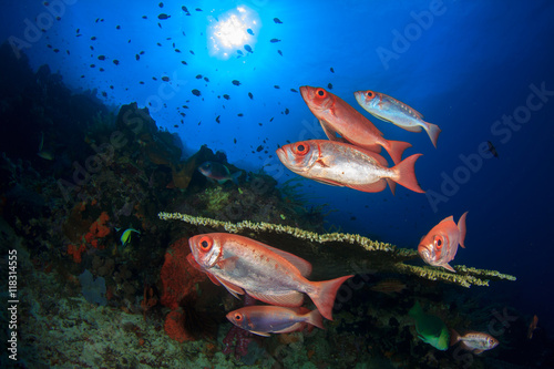 Coral reef and fish underwater in ocean photo