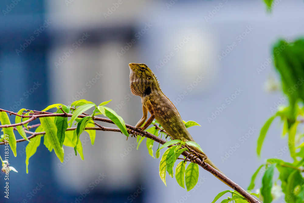 Close up thai chameleon on branch of tree Close up thai chameleon on branch of tree