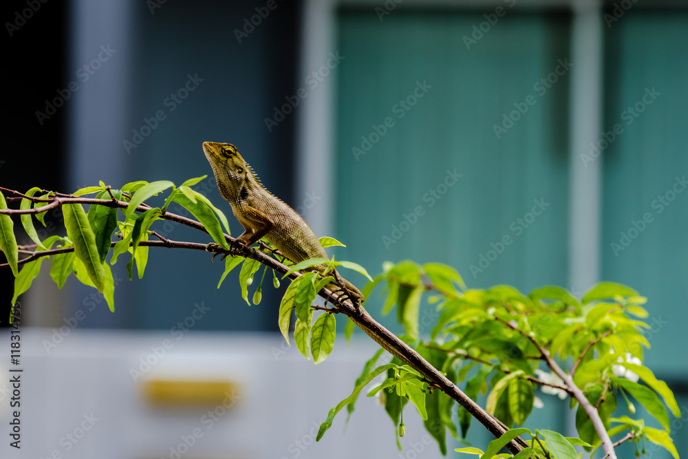 Close up thai chameleon on branch of tree