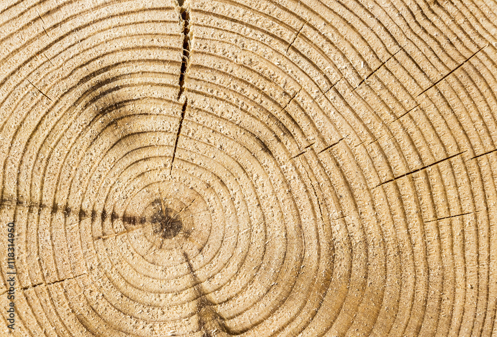 Naklejka premium Cut tree trunk