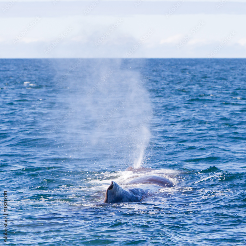 Obraz premium Blowout of a large Sperm Whale near Iceland