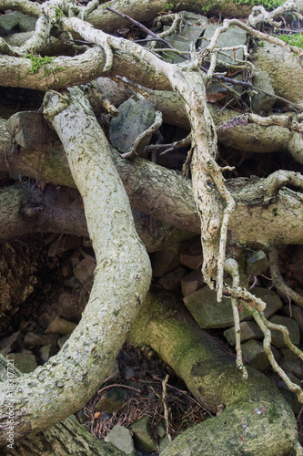 Roots of the tree.