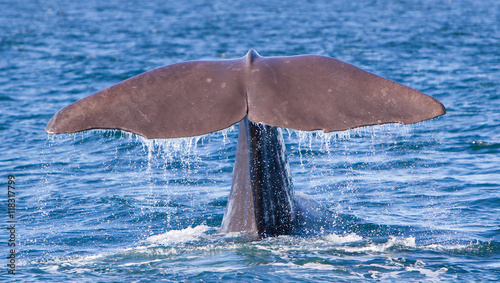 Tail of a Sperm Whale diving