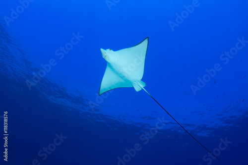 Spotted Eagle Ray © Richard Carey