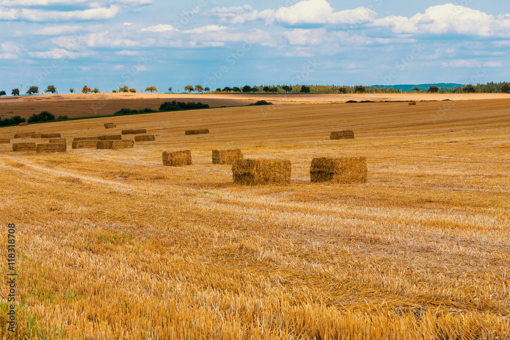 Fototapeta premium harvested field with straw bales in summer