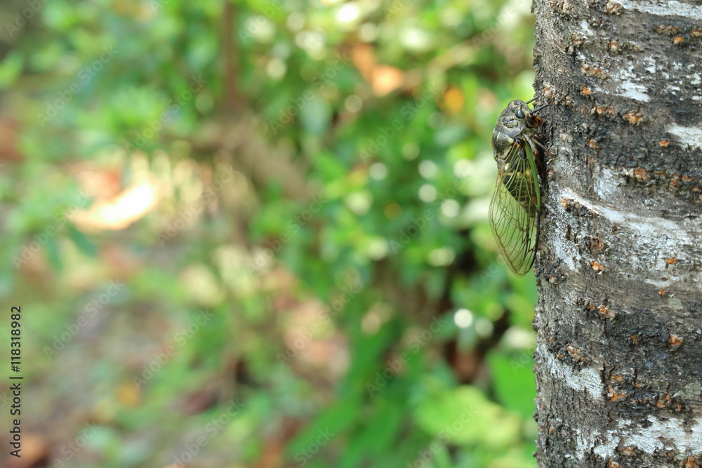 Obraz premium クマゼミ