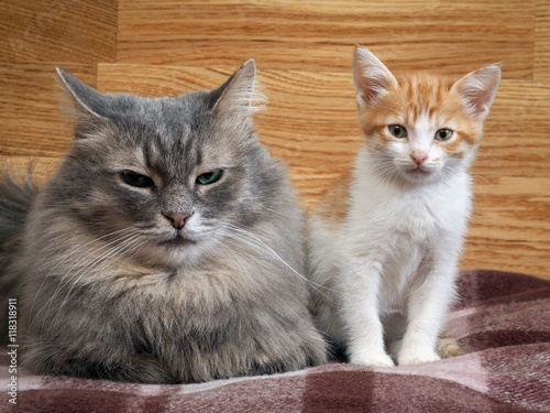 Large gray cat and small white-ginger kitten