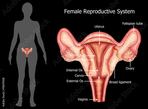 Valokuva Illustration of reproductive system