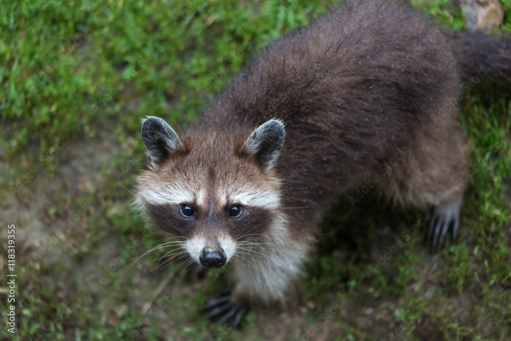 racoon on a meadow racoon on a meadow