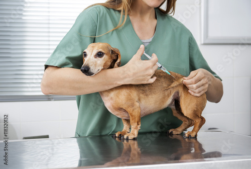Midsection Of Nurse Giving Injection To Dachshund
