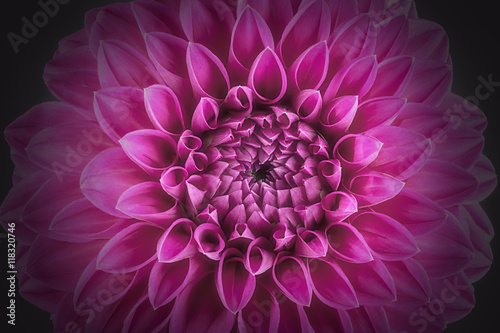 Purple flower petals  close up and macro of chrysanthemum  beautiful abstract background