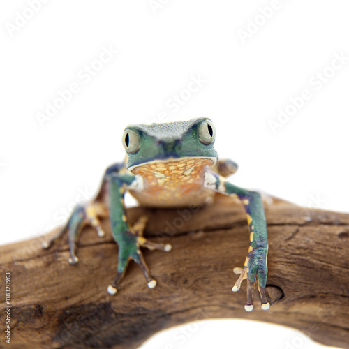 Common walking leaf frog isolated on white background