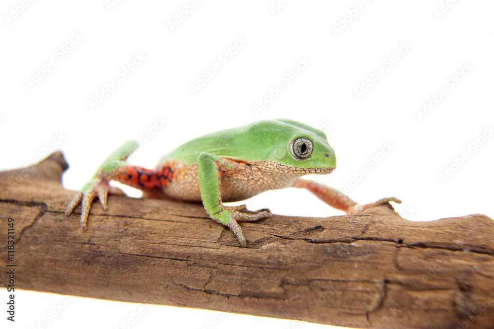 Fototapeta premium Walking leaf frog on white