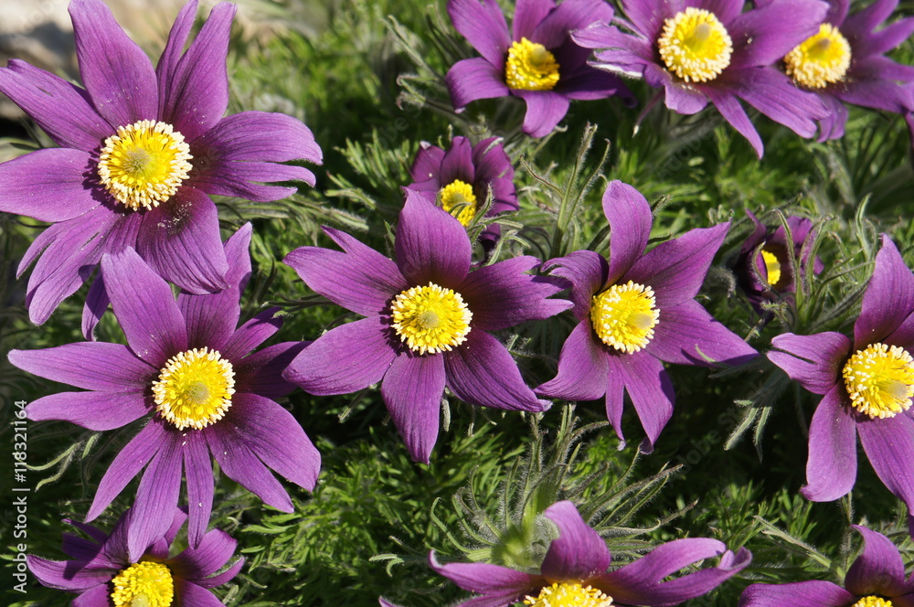 Fototapeta premium Pulsatilla ludoviciana or Anemone patens or Pasqueflower purple flowers