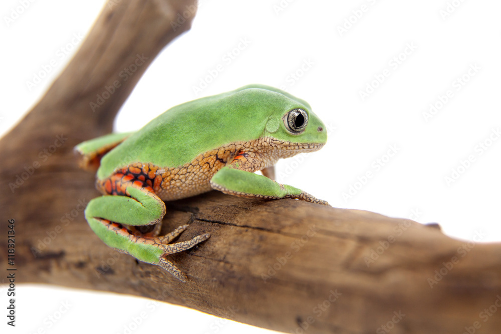 Obraz premium Walking leaf frog on white