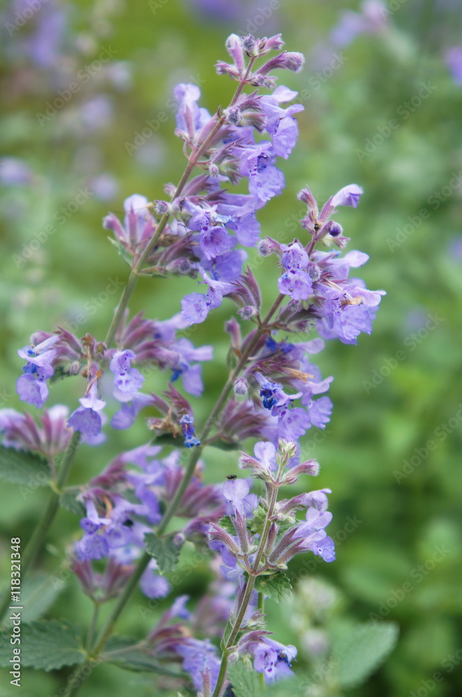 Salvia officinalis violet flowers in garden Salvia officinalis violet flowers in garden