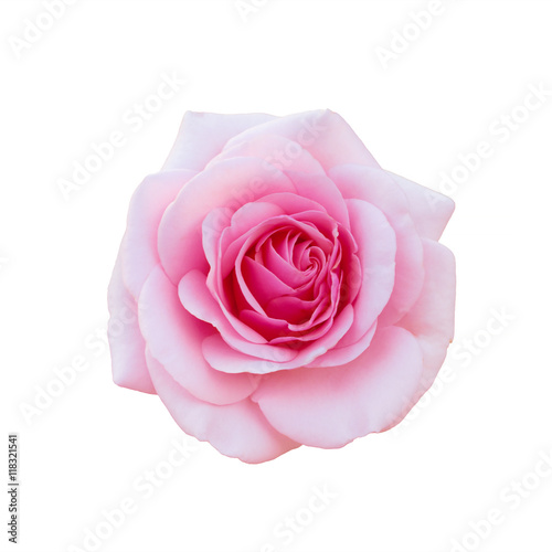 bright beautiful pink rose