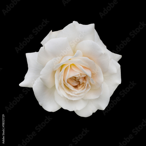 Fototapeta Naklejka Na Ścianę i Meble -  Delicate pink rose