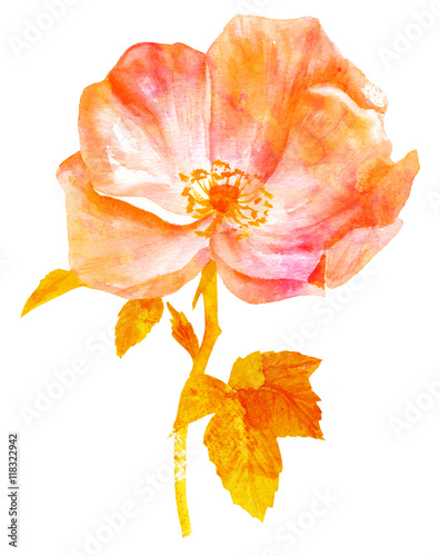 Watercolor drawing of blooming rose, golden toned on white