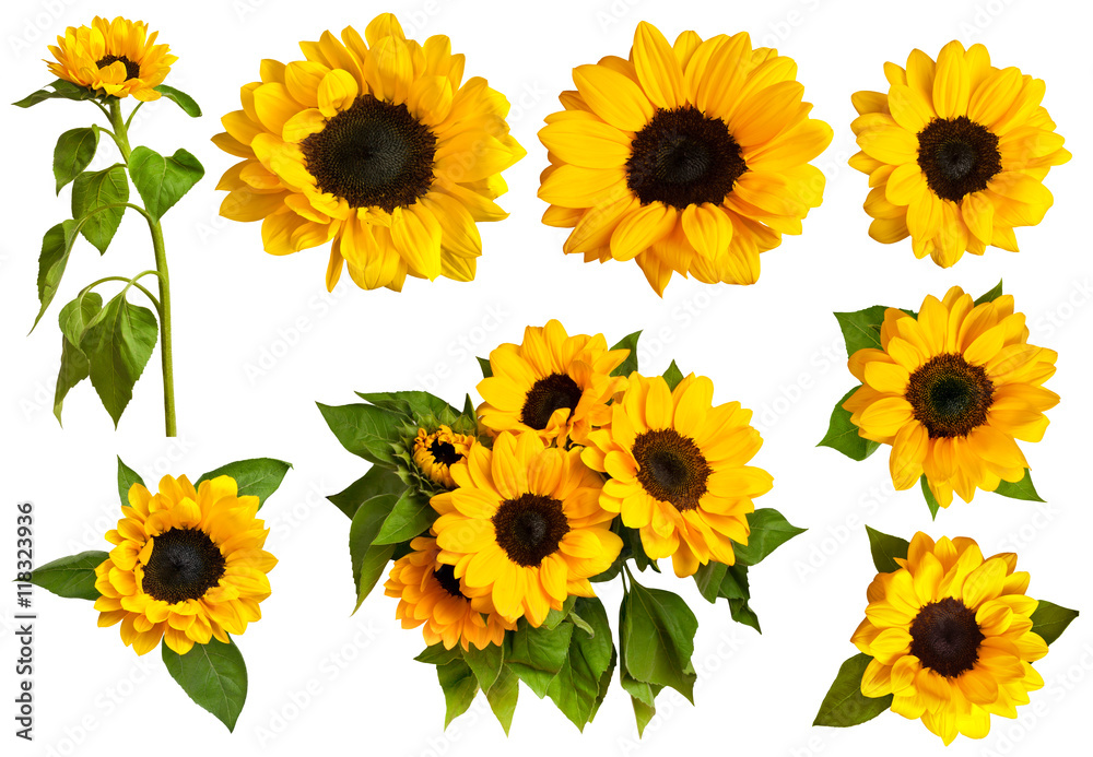 Fototapeta premium Set of photos of shiny yellow sunflowers, isolated on white