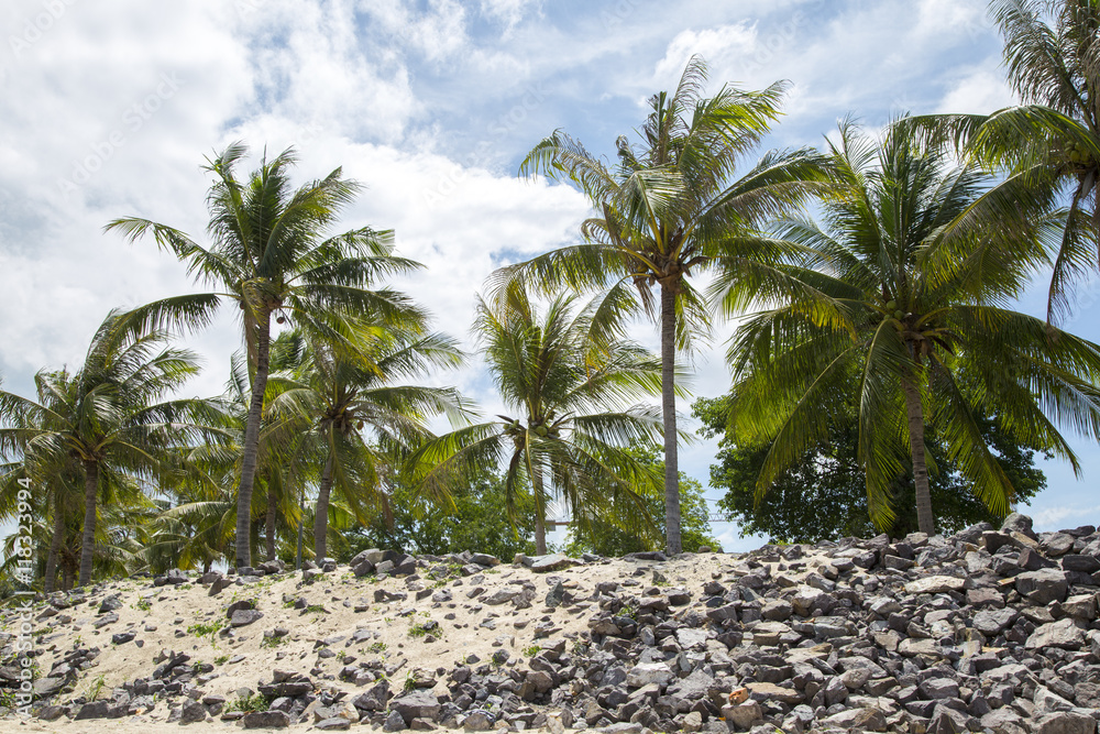 palm trees and rocky coast palm trees and rocky coast