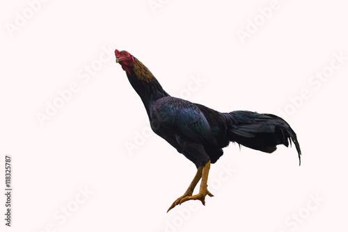 Cockfight isolated on a white background