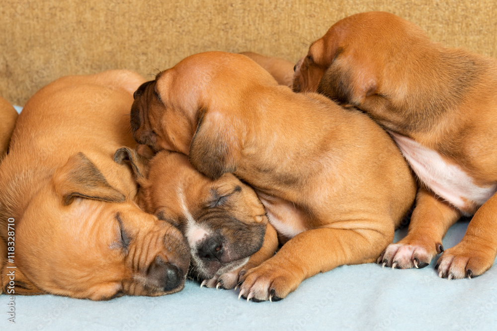 Cute amstaff puppy Cute amstaff puppy