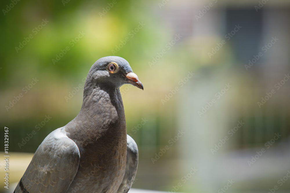Obraz premium close up pigeon birds with blurry background