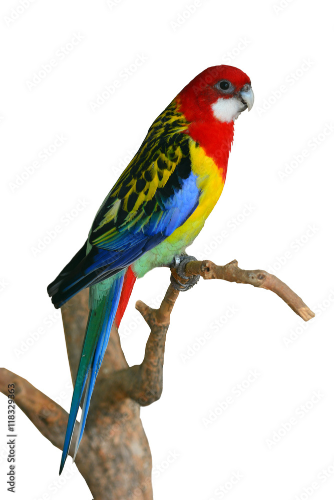 Obraz premium Eastern Rosella Parrot bird