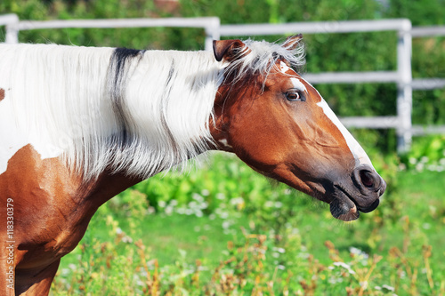 Portrait of pinto little horse