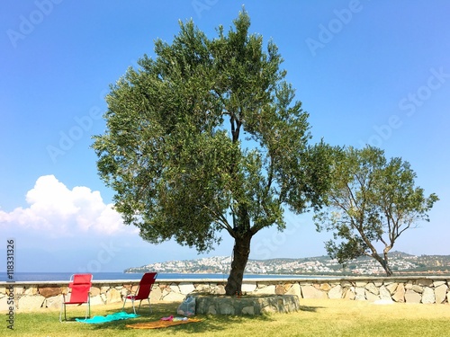olive tree and beach chairs at sunny ayvalik seaside in turkey