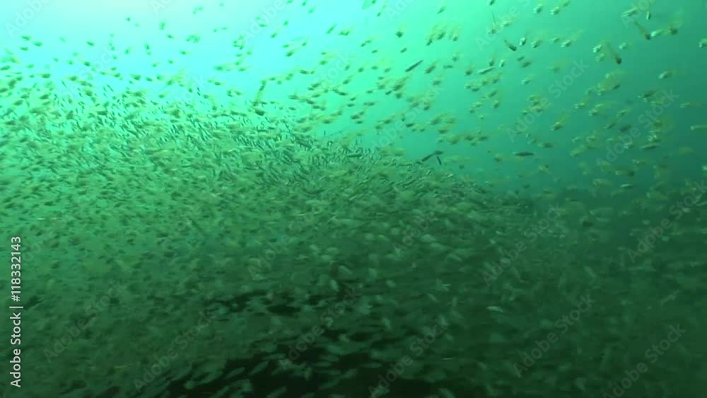 coral life diving Mozambique South Africa Underwater Video coral life diving Mozambique South Africa Underwater Video