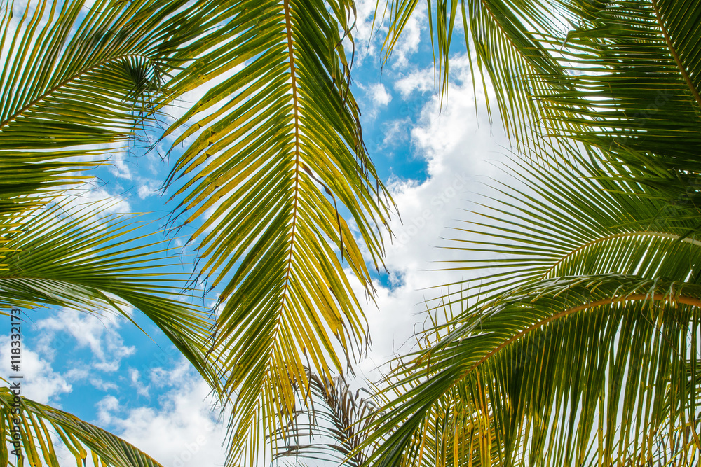 Fototapeta premium Palm leaves over blue sky background