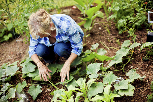 Caucasian gardener examining plants in garden photo