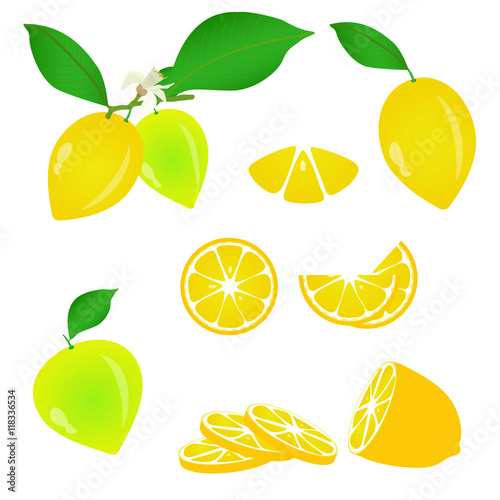 Of fresh lemon. flower with slices, vector. Isolated from the background.