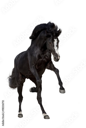 Black stallion with long mane in motion isolated on white background