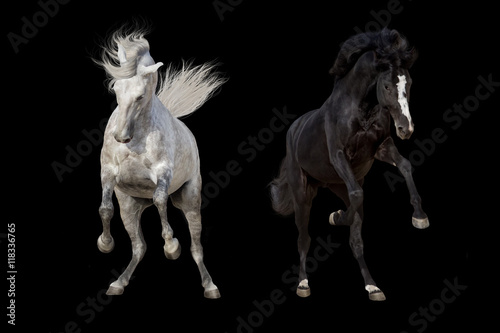 Black and white horse run isolated on black background