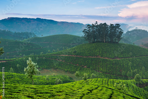 Tea plantations