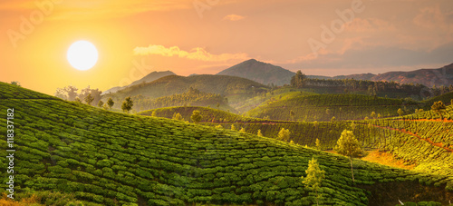 Tea plantations photo