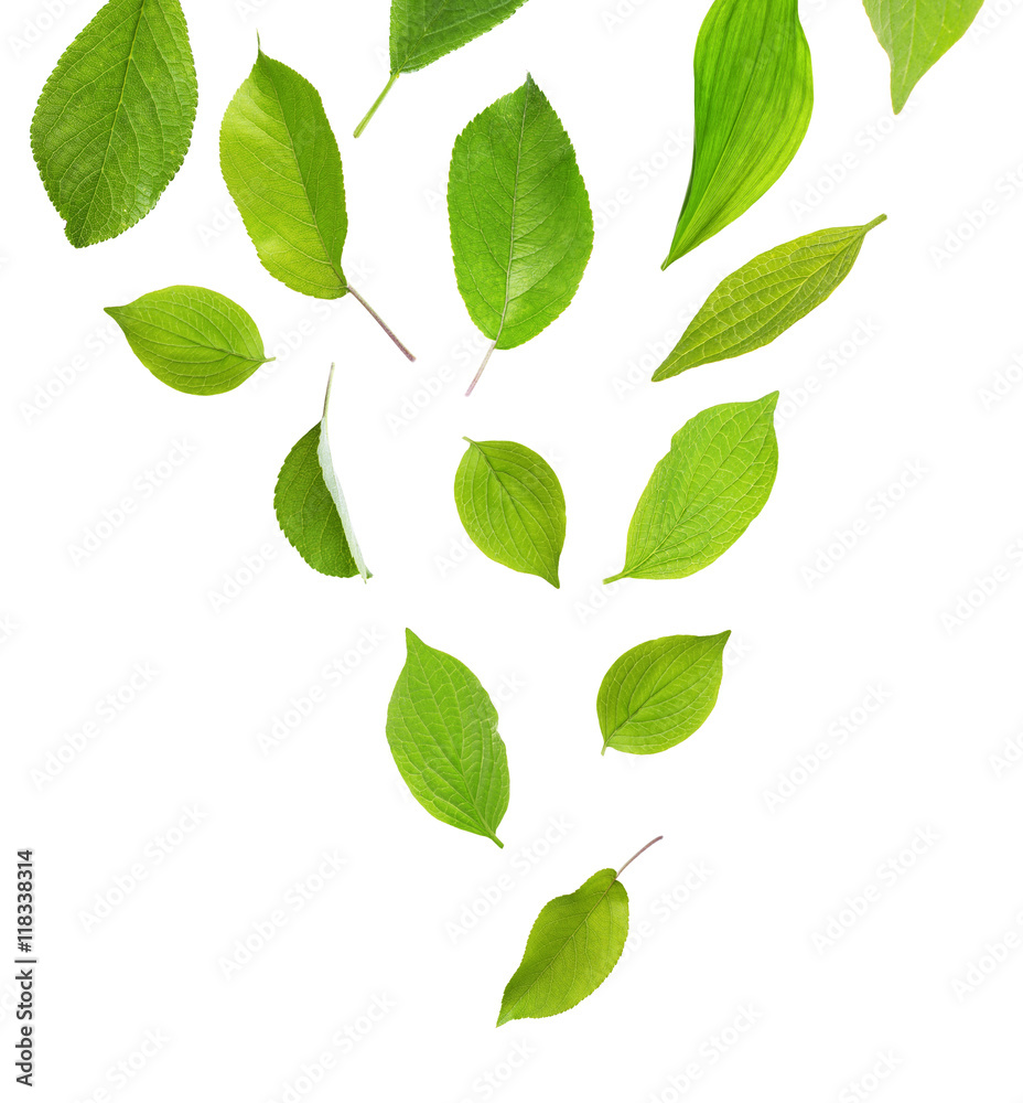 Collage of fresh green leaves on white background.