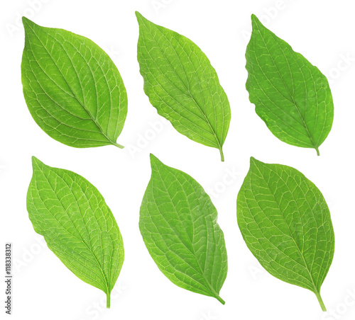 Collage of fresh green leaves on white background.