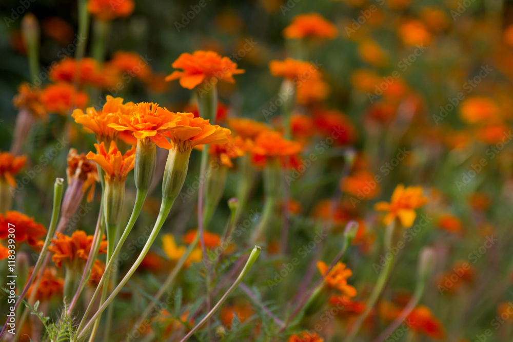 Blossoming colorful tagetes in summer city park